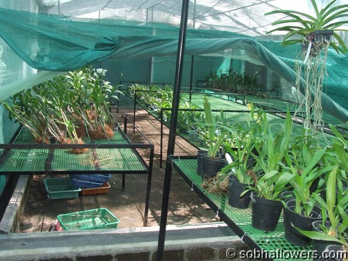 Green House for Orchids